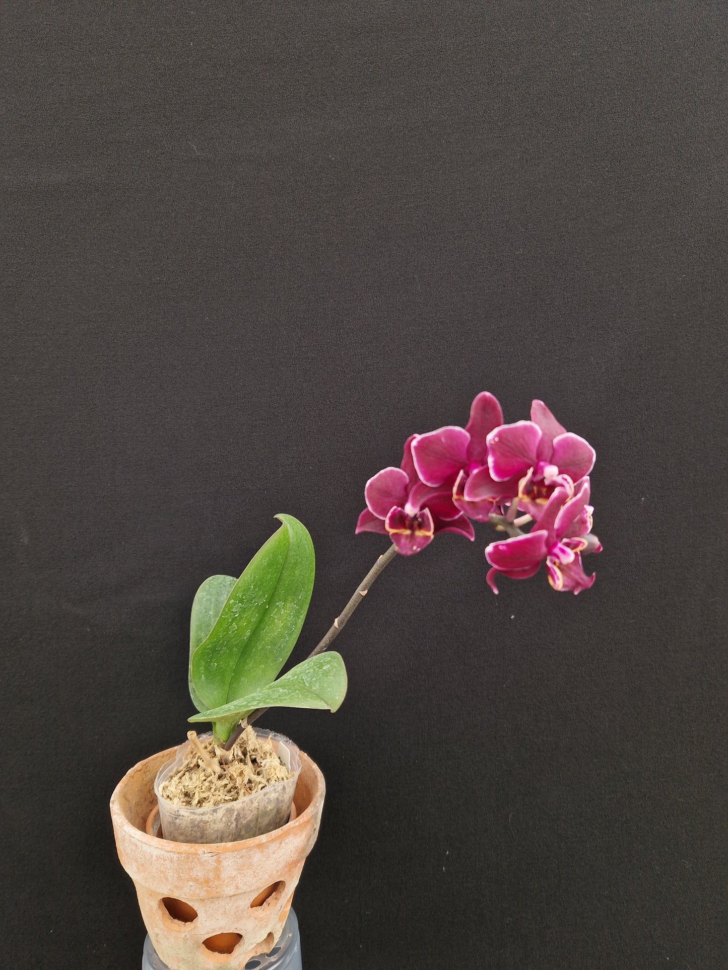 Phalaenopsis Black Angel 'Black Cat'