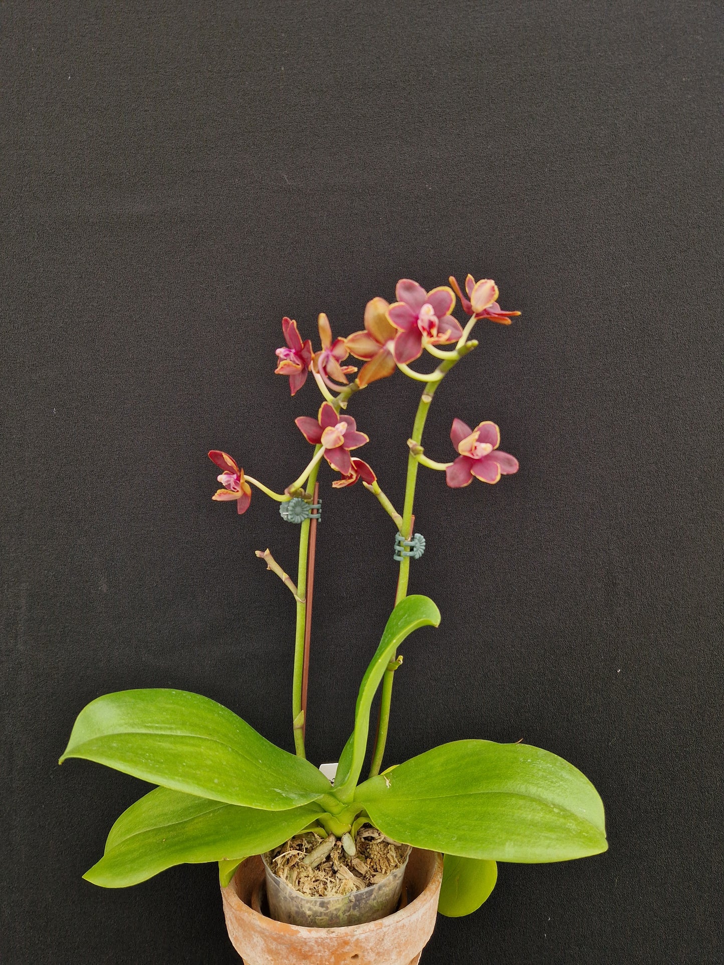 Phalaenopsis Chiada Stacy '607'