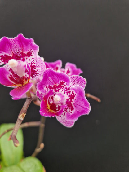 Phalaenopsis Formosa Cranberry 'Wilson'