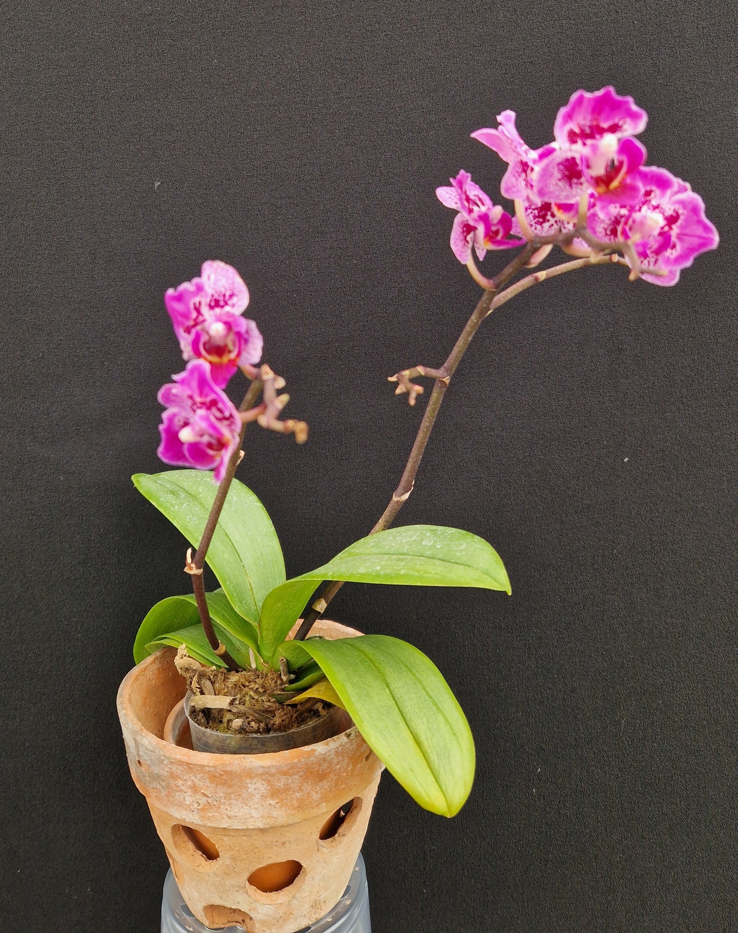 Phalaenopsis Formosa Cranberry 'Wilson'