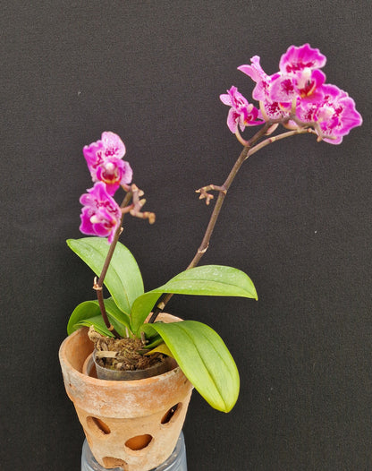 Phalaenopsis Formosa Cranberry 'Wilson'