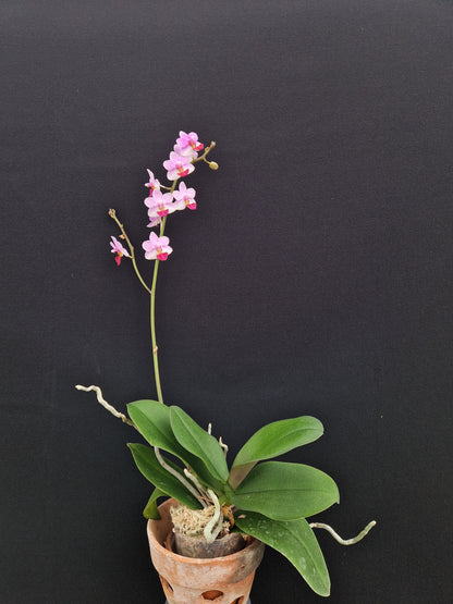 Phalaenopsis Liu's Cute Angel 'Orchis'