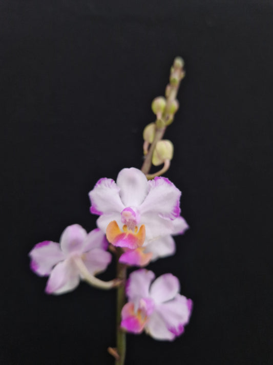 Phalaenopsis Memoria Val Rettig 'Splash' (Pink)