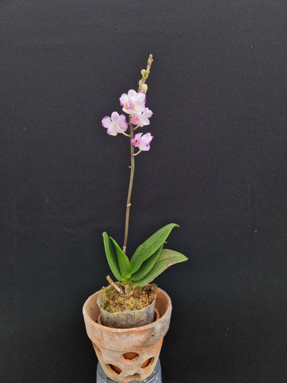 Phalaenopsis Memoria Val Rettig 'Splash' (Pink)