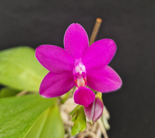 Phalanopsis Sapphire's Galah