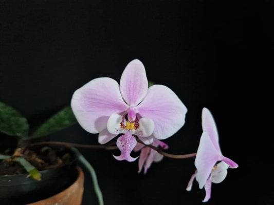 Phalaenopsis schilleriana