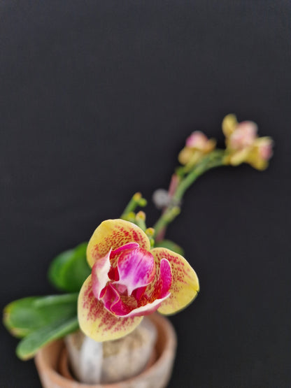 Phalaenopsis Sogo Vieker '456' (Peloric)