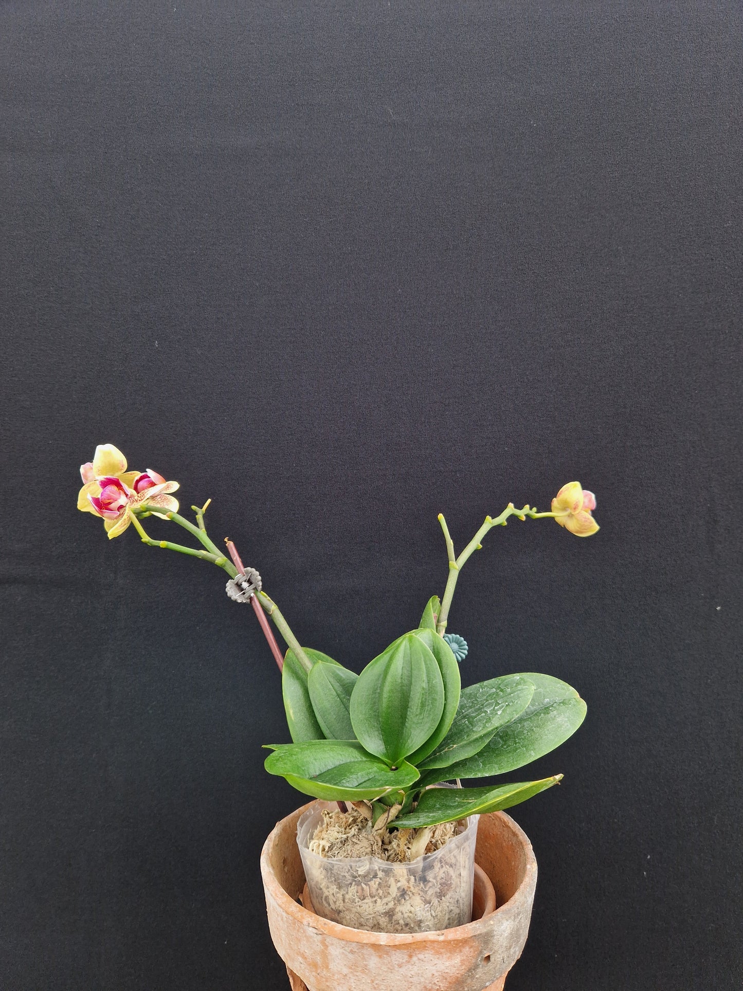 Phalaenopsis Sogo Vieker '456' (Peloric)