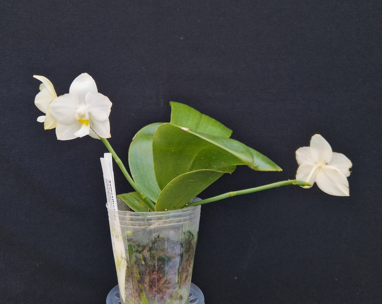 Phalaenopsis Tzu Chiang Chrisna