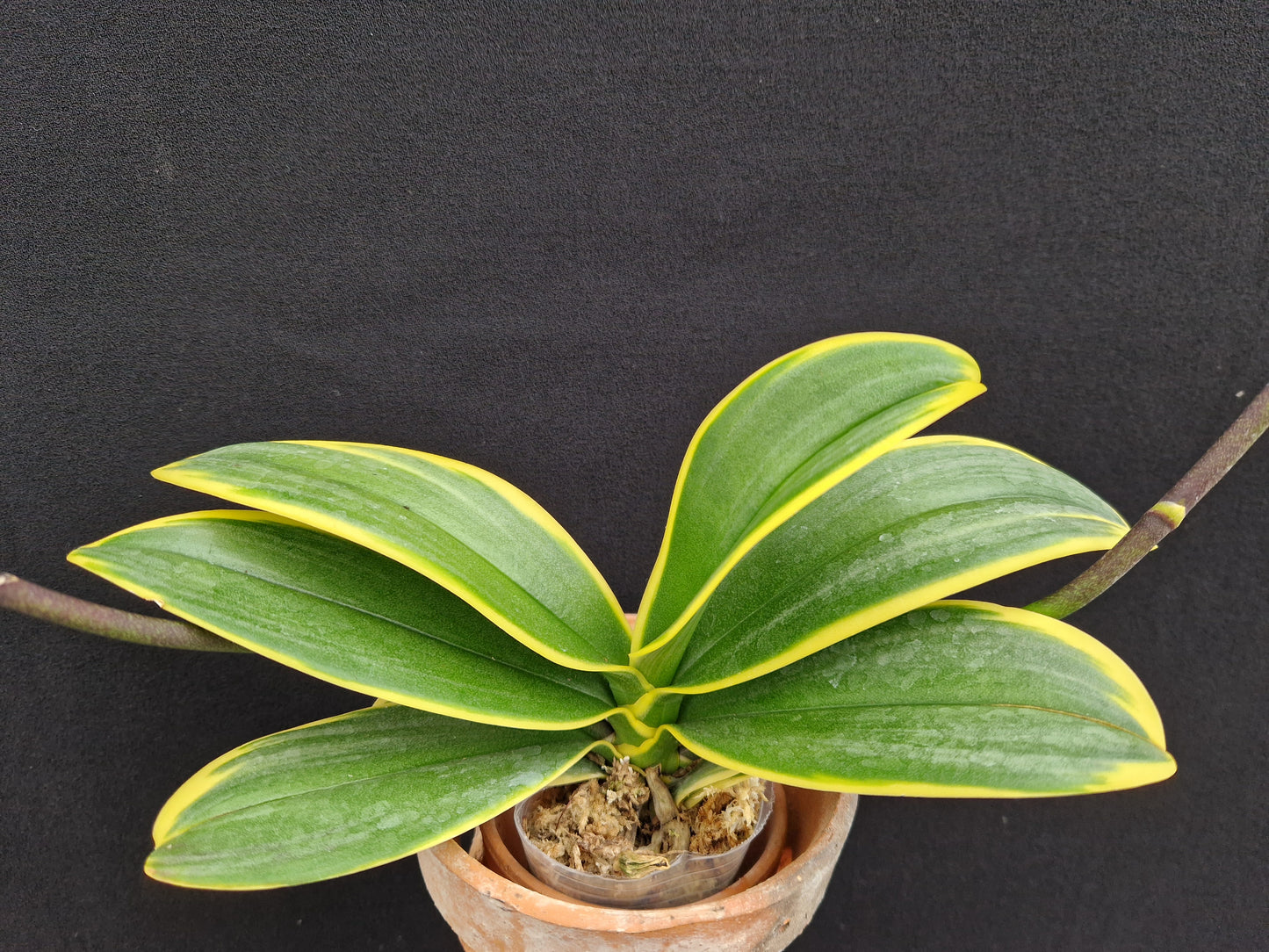 Phalaenopsis Sogo Yenlin 'Variegated Leaves'