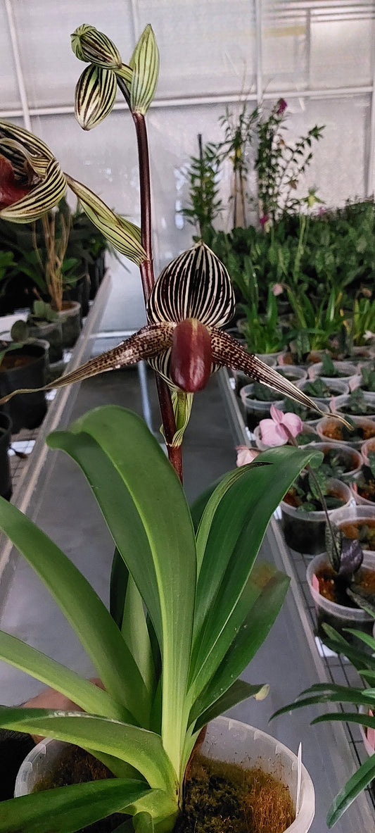 Paphiopedilum rothschildianum 'Paradise City' x 'Dark Angel'