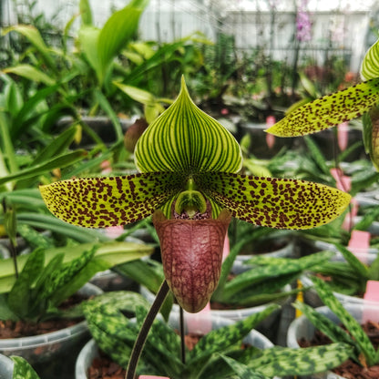 Paphiopedilum sukhakulii and wardii combination