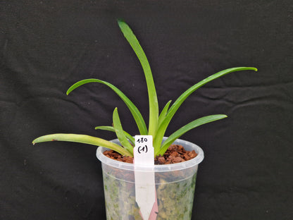 Paphiopedilum tigrinum