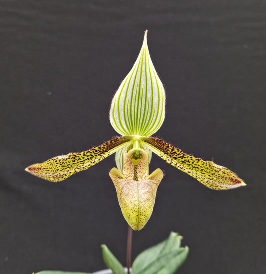 Paphiopedilum wardii