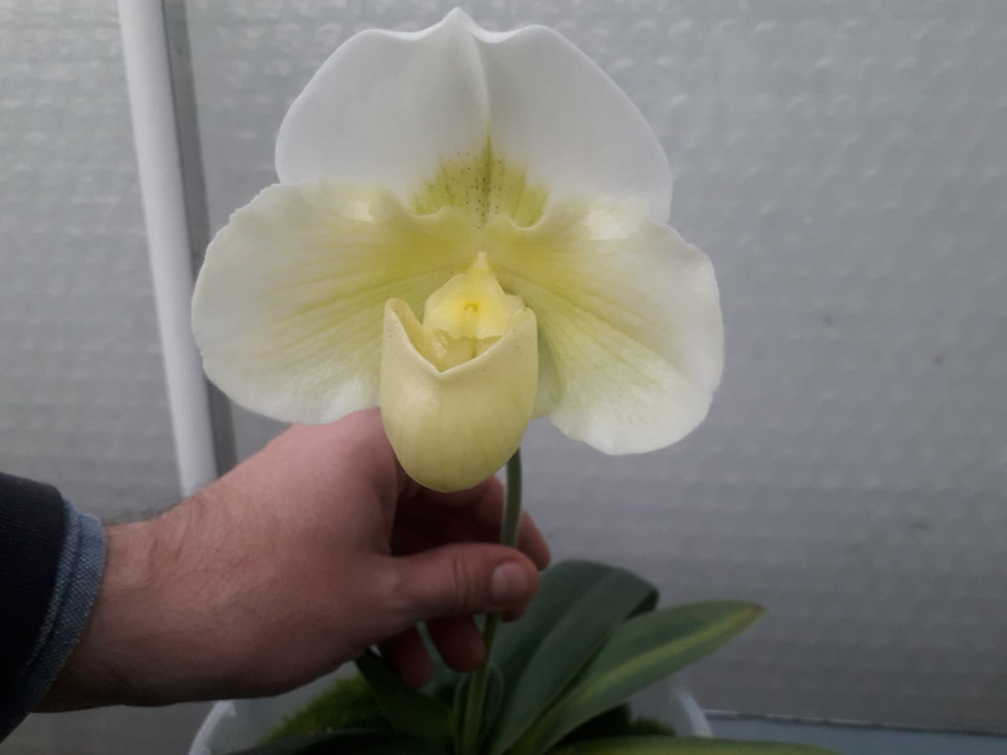 Paphiopedilum White Knight 'Full Moon'